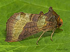  73.012 Burnished Brass Copyright Martin Evans 