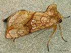  73.014 Golden Plusia Copyright Martin Evans 