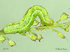  73.015 Silver Y larva 24mm Copyright Martin Evans 