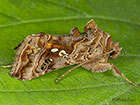  73.016 Beautiful Golden Y Copyright Martin Evans 
