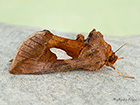  73.018 Gold Spangle Copyright Martin Evans 