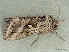  73.020 Essex Y	Copyright Martin Evans 