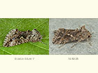  73.021 Scarce Silver Y and Ni Moth Copyright Martin Evans 
