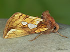  73.023 Lempke's Gold Spot Copyright Martin Evans 
