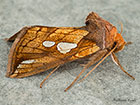  73.023 Lempke's Gold Spot Copyright Martin Evans 