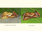 73.023 Lempke's Gold Spot and Gold Spot Copyright Martin Evans 