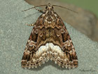  73.024 Marbled White Spot Copyright Martin Evans 