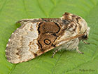  73.032 Nut-tree Tussock  Copyright Martin Evans  