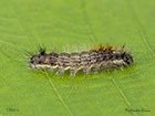  73.032 Nut-tree Tussock larva 15mm Copyright Martin Evans 