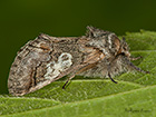 73.033 Figure of Eight Copyright Martin Evans 