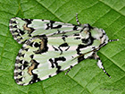 73.034 Scarce Merveille du Jour Copyright Martin Evans 