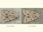  73.037 Dark Dagger and Grey Dagger Copyright Martin Evans 