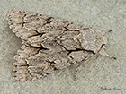  73.038 Grey Dagger Copyright Martin Evans 