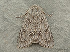  73.039 Sycamore Copyright Martin Evans 