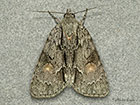  73.041 Marsh Dagger Copyright Martin Evans 