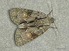  73.041 Marsh Dagger Copyright Martin Evans 