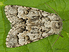  73.042 Light Knotgrass Copyright Martin Evans 
