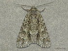  73.043 Scarce Dagger Copyright Martin Evans 