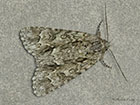  73.043 Scarce Dagger Copyright Martin Evans 
