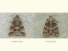  73.046 Poplar Grey and Knot Grass Copyright Martin Evans 