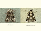  73.047 Coronet and Marbled Coronet Copyright Martin Evans 