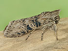  73.050 Wormwood Copyright Martin Evans 