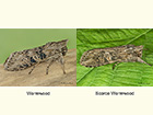  73.050 Wormwood and Scarce Wormwood Copyright Martin Evans 