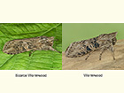  73.051 Scarce Wormwood and Wormwood Copyright Martin Evans 