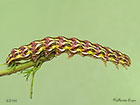  73.053 Chamomile Shark larva 42mm Copyright Martin Evans 
