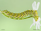  73.053 Chamomile Shark larva 43mm Copyright Martin Evans 