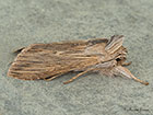  73.053 Chamomile Shark Copyright Martin Evans 