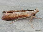  73.055 Star-wort Copyright Martin Evans 
