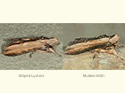  73.057 Striped Lychnis and Mullein Moth Copyright Martin Evans 