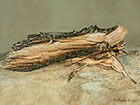  73.058 Mullein Moth Copyright Martin Evans 