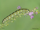  73.059 Toadflax Brocade larva 35mm Copyright Martin Evans 