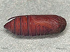  73.059 Toadflax Brocade pupa 15mm Copyright Martin Evans 