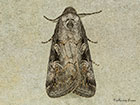  73.061 Anomalous Copyright Martin Evans 