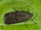  73.061 Anomalous female Copyright Martin Evans 