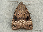  73.062 Copper Underwing Copyright Martin Evans 