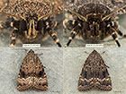  73.062 Copper Underwing both forms Copyright Martin Evans 