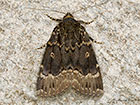  73.063 Svensson's Copper Underwing Copyright Martin Evans 