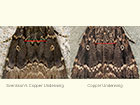  73.063 Svensson's Copper Underwing and Copper Underwing central forewing area Copyright Martin Evans 