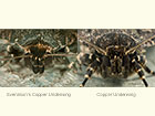  73.063 Svensson's Copper Underwing and Copper Underwing palps Copyright Martin Evans 