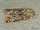  73.066 Rannoch Sprawler Copyright Martin Evans 