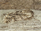  73.066 Rannoch Sprawler Copyright Martin Evans 