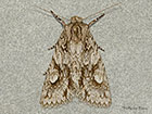  73.067 Double-spot Brocade Copyright Martin Evans 