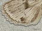  73.067 Double-spot Brocade hindwing Copyright Martin Evans 
