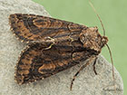  73.068 Green-brindled Crescent Copyright Martin Evans 