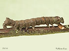  73.068 Green-brindled Crescent larva 35mm Copyright Martin Evans 
