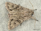  73.069 Early Grey Copyright Martin Evans 